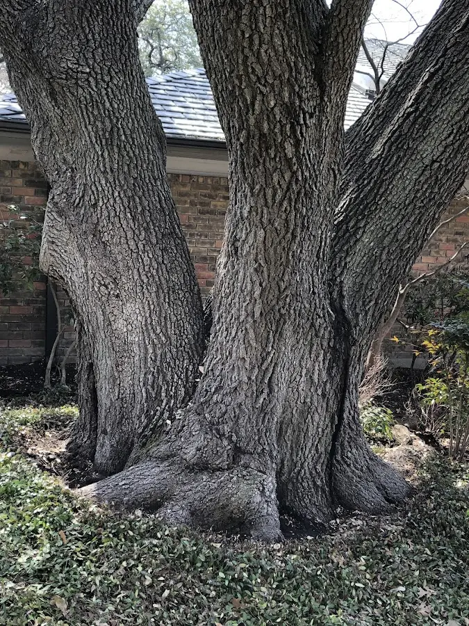 Mature heritage tree close to a Smithfield property cared for by certified arborists